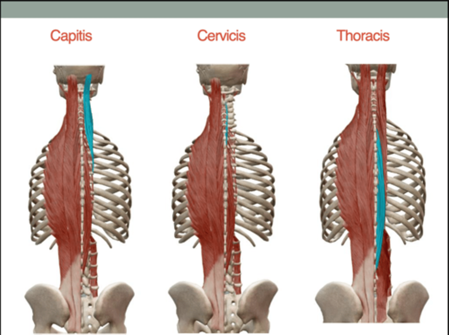 <p>Together: Extend vertebral column at respective regions</p>