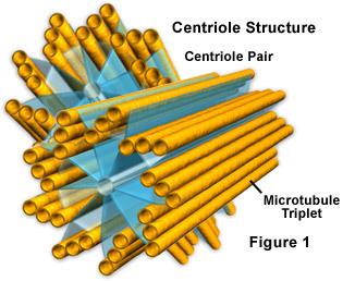 <p>is a small set of microtubules arranged in a specific way. When two centrioles are found next to each other, they are usually at high angles. Is found in paris and move towards the poles (opposite ends) of the nucleus when it its time for cell division.</p>