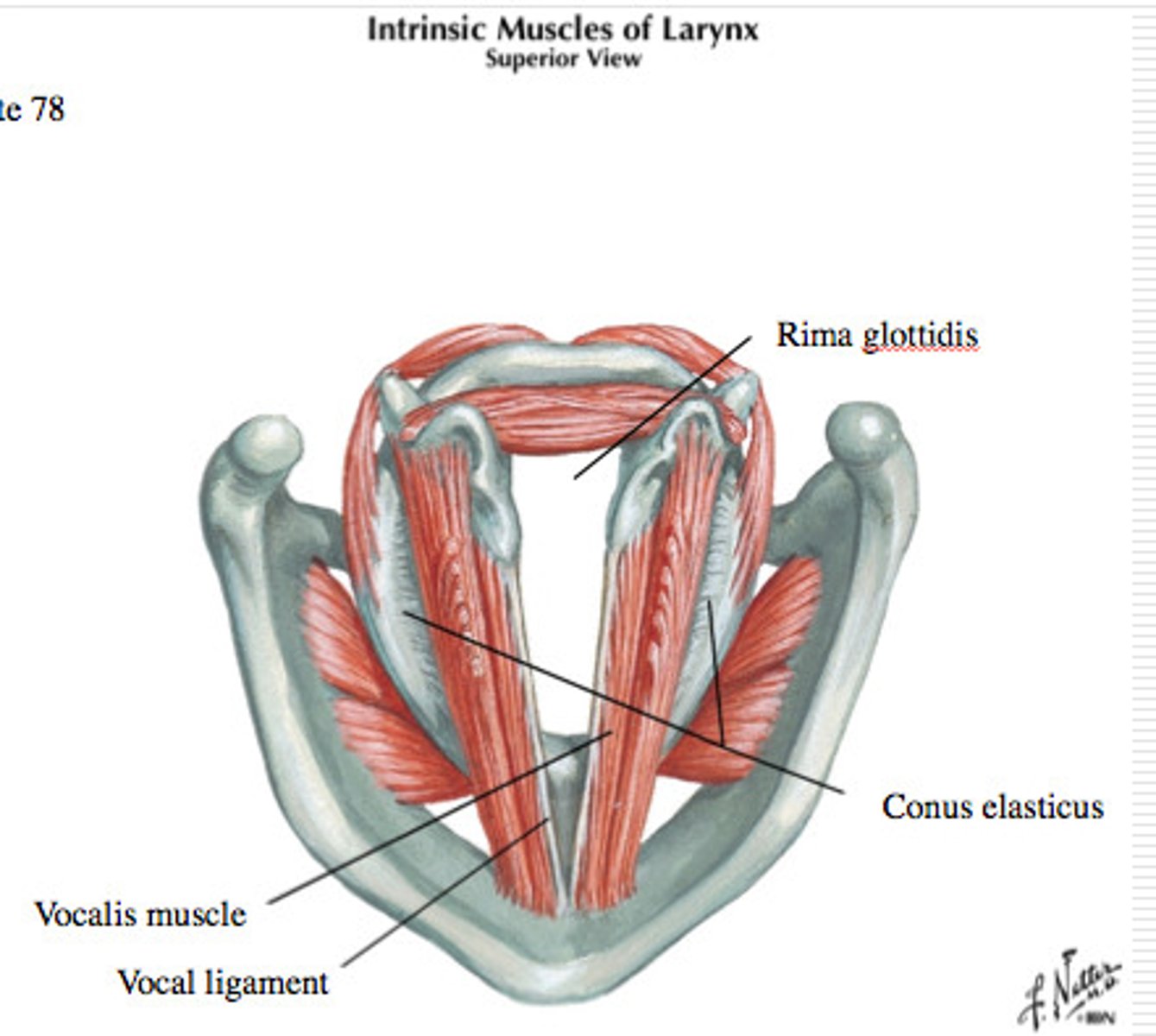 <p>from true vocal folds to the inferior border of the cricoid cartilage (upper part of fibroelastic membrane)</p>