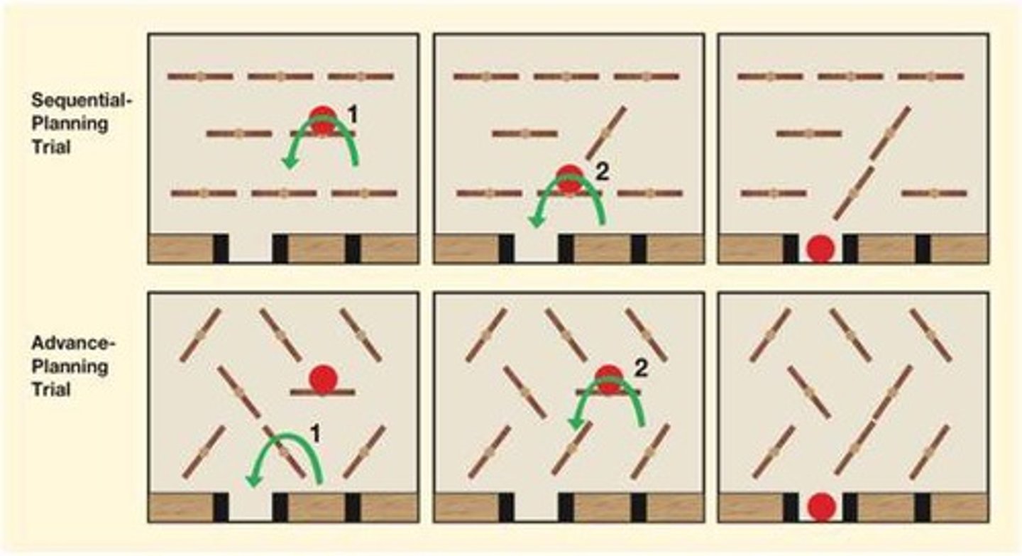 <p>It improves sequential planning and advanced planning skills in children.</p>