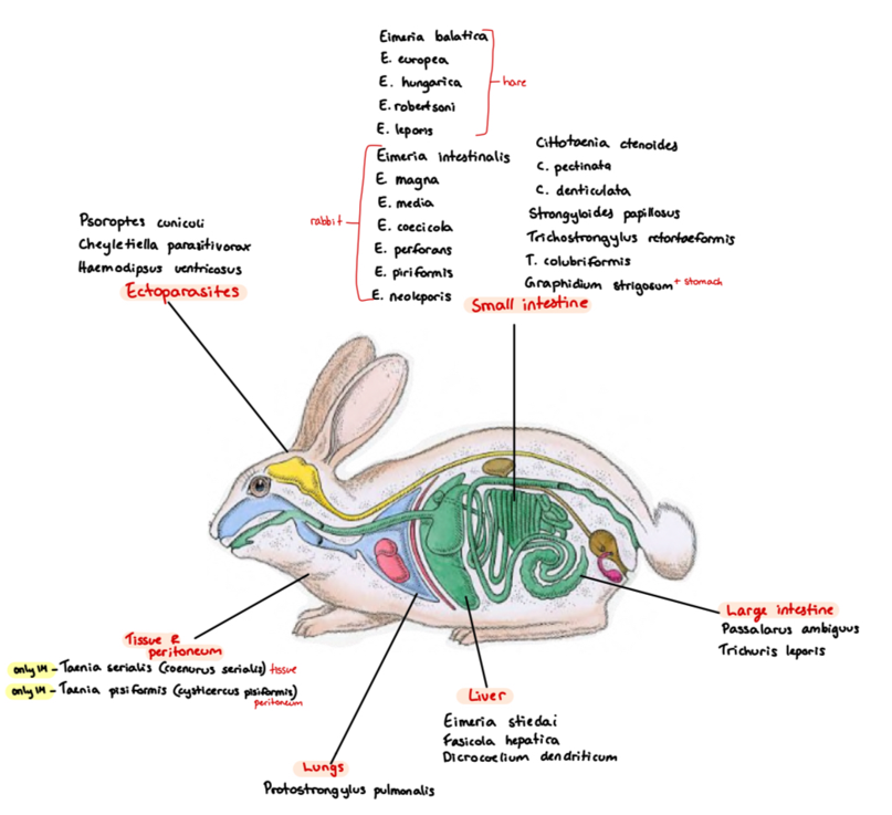 <p>Species list:</p><p><strong>Protozoa</strong>: </p><ul><li><p><strong>Eimeria </strong>(SI)</p><ul><li><p>Europea (hare), intestinalis, piriformis, magna, Stiedai (liver), Hungerica, leporis</p></li></ul></li><li><p><strong>Encephalitozoon cuniculi</strong> (parasitic fungi)</p></li><li><p>Also: Entamoebe cuniculi, sarcocystis cyniculi, toxoplasma gandii (can act as IH)</p></li></ul><p><strong>Trematoda</strong>: </p><ul><li><p>F. hepatica</p></li><li><p>D. dendriticum</p></li><li><p>Schistosoma japonicum (blood)</p></li></ul><p><strong>Cestoda (SI): </strong></p><ul><li><p>Cittotaenia (ctenoides, pectinata, denticulate, variabilis)</p></li><li><p>Taenia/coenurus serialis - can be IH</p></li><li><p>Andrya cuniculi</p></li></ul><p><strong>Nematoda</strong>:</p><ul><li><p>Lungs: Protostrongylus pulmonis </p></li><li><p>SI: strongyloides papillosus, trichostrongylus (retortaeformis - stomach, colubriformis)</p></li><li><p>LI: passalurus Ambigus, trichuris leporis</p></li><li><p>Stomach: Graphidium strigosum</p></li></ul><p><strong>Ectoparasites</strong>:</p><ul><li><p>Psoroptes Cuniculi - non-burrowing mite</p></li><li><p>also: Cheyletiella parasitovorax - non-burrowing mite</p></li><li><p>Otobius lagophilus - soft tick</p></li></ul><p></p>