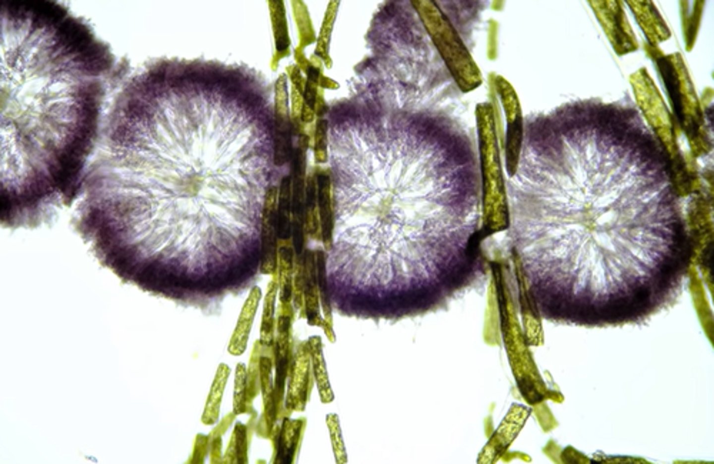 <p>red and green algae</p>