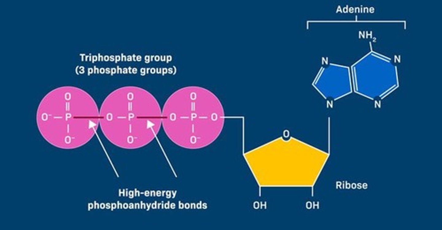 <p>A molecule that releases energy when breaking down by removing phosphates.</p>