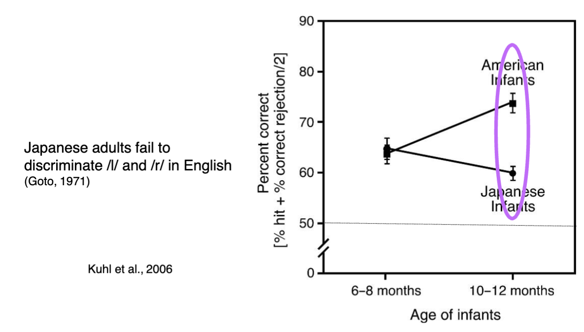 <p><span data-name="test_tube" data-type="emoji">🧪</span> <strong>Task</strong>: </p><ul><li><p class="">Infants tested on ability to distinguish between the English consonants <strong>/l/</strong> and <strong>/r/</strong>.</p></li><li><p class="">Measured via <strong>percent correct discrimination</strong> using head-turn paradigm.</p></li></ul><p></p><p> <span data-name="chart_decreasing" data-type="emoji">📉</span> Key Findings: </p><ul><li><p class=""><strong>6–8 months</strong>:</p><ul><li><p class=""><strong>Both American and Japanese infants</strong> show similar ability to discriminate <strong>/l/</strong> and <strong>/r/</strong>.</p></li><li><p class="">Suggests <strong>universal phonetic sensitivity</strong> early in development.</p></li></ul></li><li><p class=""><strong>10–12 months</strong>:</p><ul><li><p class=""><strong>American infants improve</strong> their discrimination — exposure reinforces native language contrasts.</p></li><li><p class=""><strong>Japanese infants decline</strong> — due to lack of <strong>/l/-/r/</strong> distinction in Japanese, perception narrows.</p></li></ul></li></ul><p></p><p><span data-name="pushpin" data-type="emoji">📌</span> Takeaway: </p><figure data-type="blockquoteFigure"><div><blockquote><p class=""><strong>Language experience during infancy leads to phonetic tuning</strong> — infants lose sensitivity to non-native contrasts by their first year.</p></blockquote><figcaption></figcaption></div></figure><p class="">This phenomenon is often referred to as <strong>“perceptual narrowing”</strong> or <strong>“native language neural commitment”</strong>.</p>