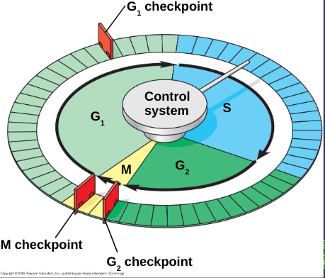 <p>checks for DNA damage and complete DNA replication</p>