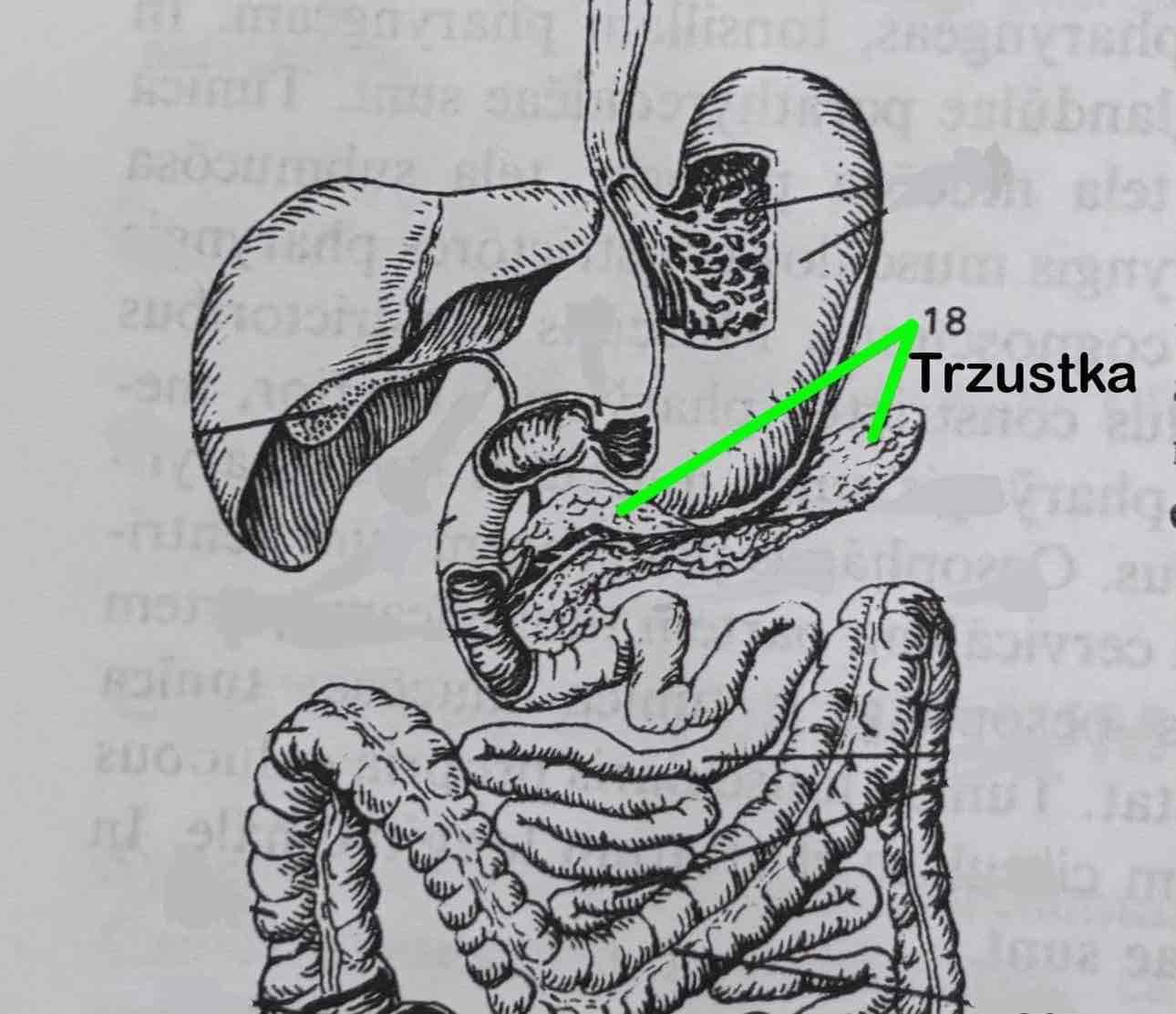 <p>Pancreas</p>