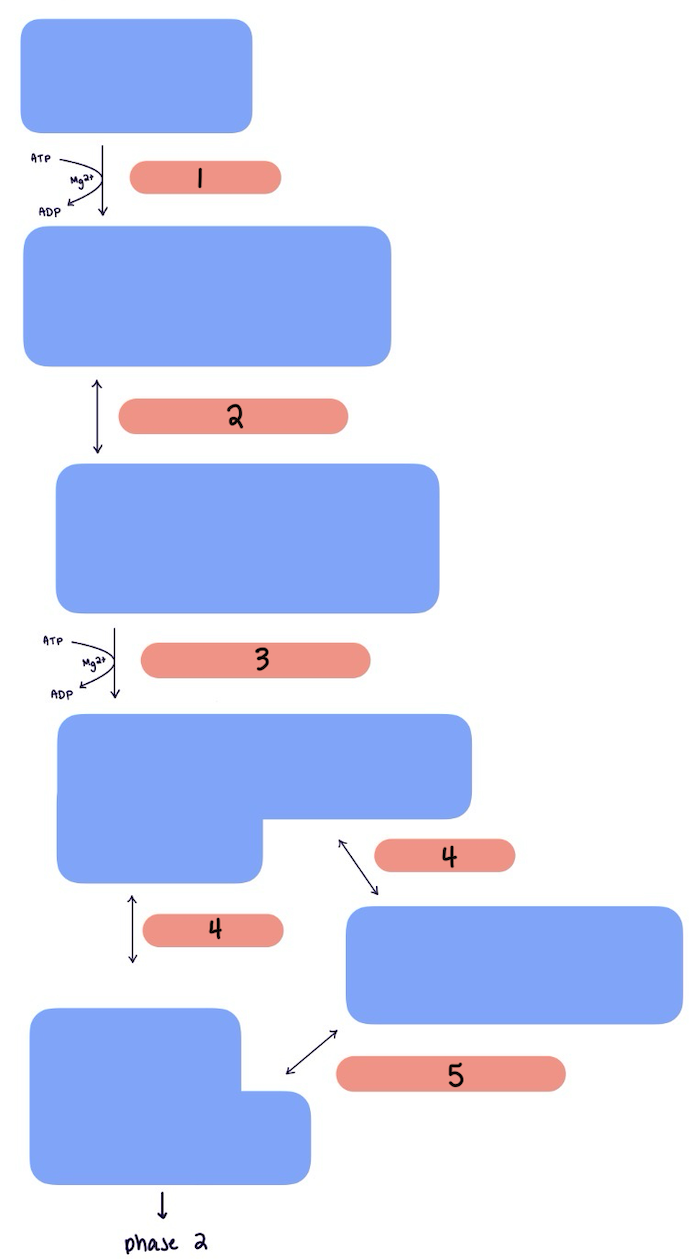<p>Which option lists the correct order of glycolysis Phase 1 enzymes?</p>