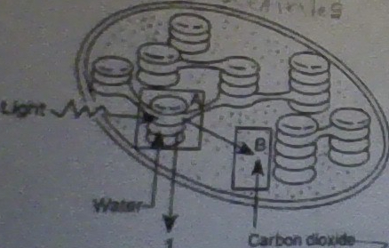 <p>Which substance diffuses in the direction of arrow 1 after it is formed in a structure represented in Area A?</p>