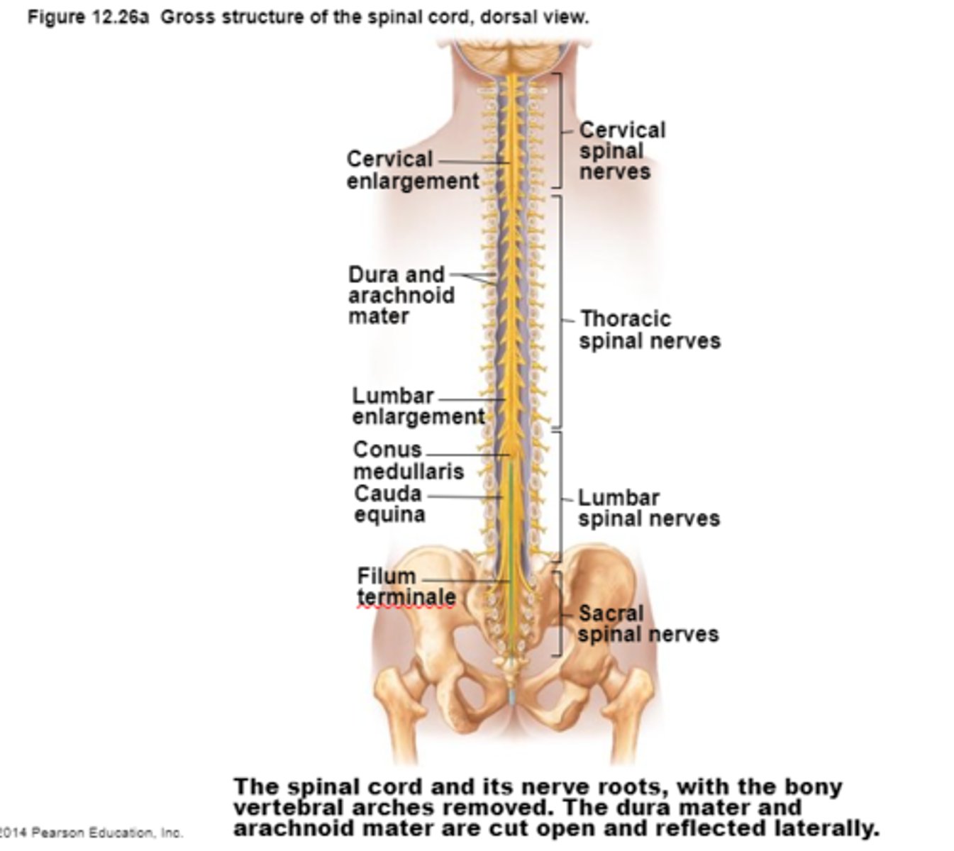 <p>1)Two-way conduction system of nerve pathways to &amp; from the brain</p><p>2) Major Reflex center; Spinal reflexes initiated and completed at level of the cord</p><p>3) Extends from Medulla Oblongata at level of foramen magnum to the region of L1 or L2</p><p>4) Below L2 is the cauda equina</p>