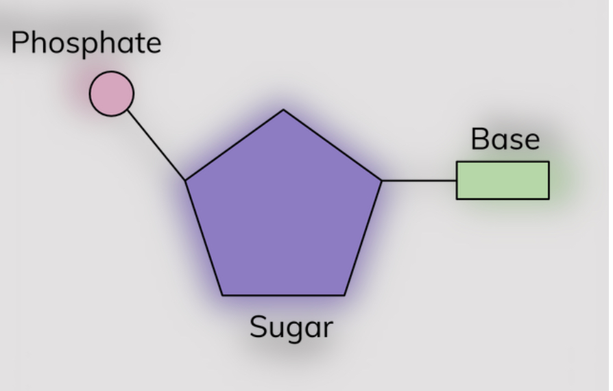 <ul><li><p>each nucleotide is formed from a pentose sugar, a nitrogen-containing organic base and a phosphate group</p></li></ul><p></p>