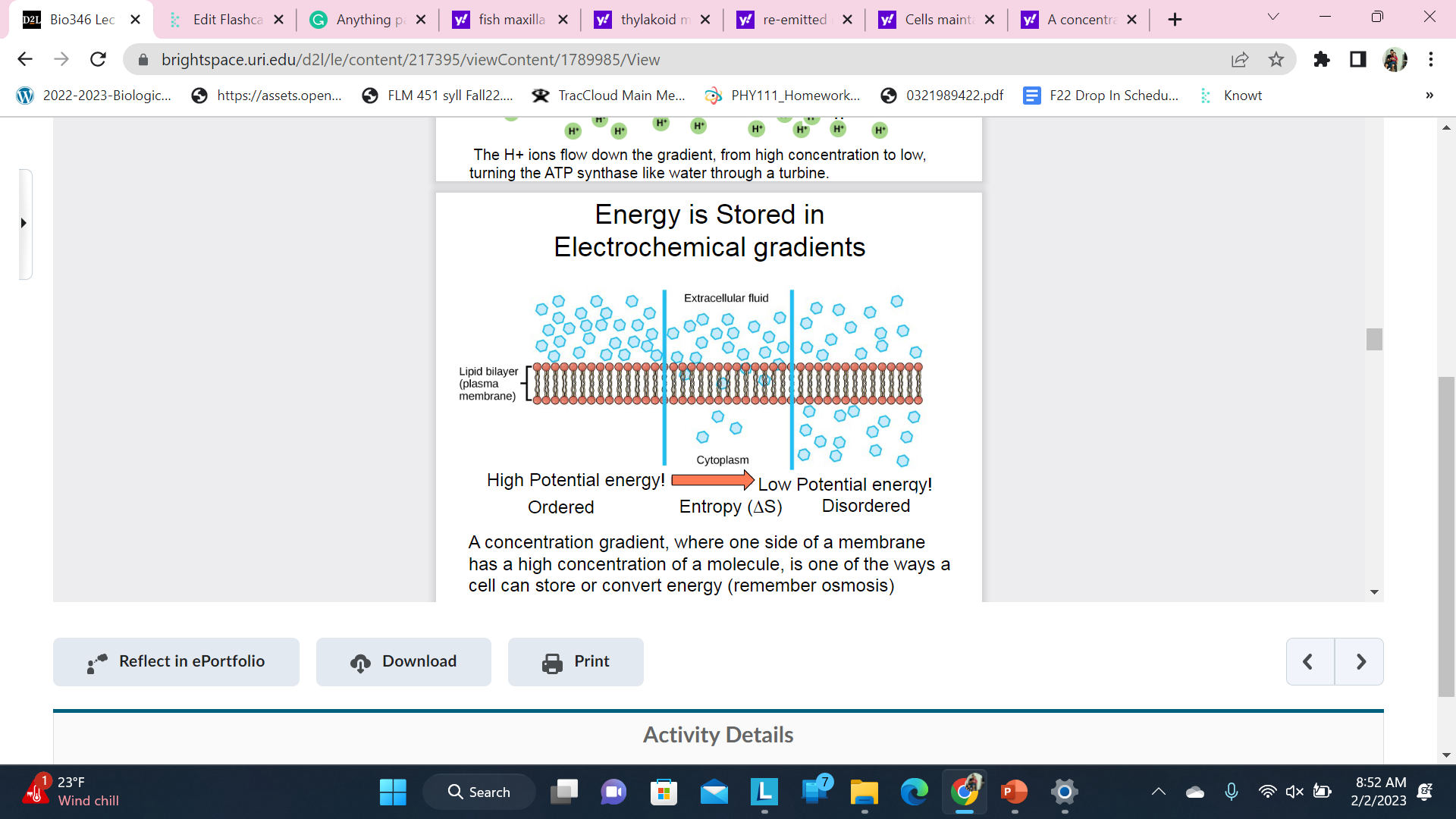 A concentration gradient, where one side of a membrane has a high concentration of a molecule, is one of the ways a cell can store or convert energy (remember osmosis)