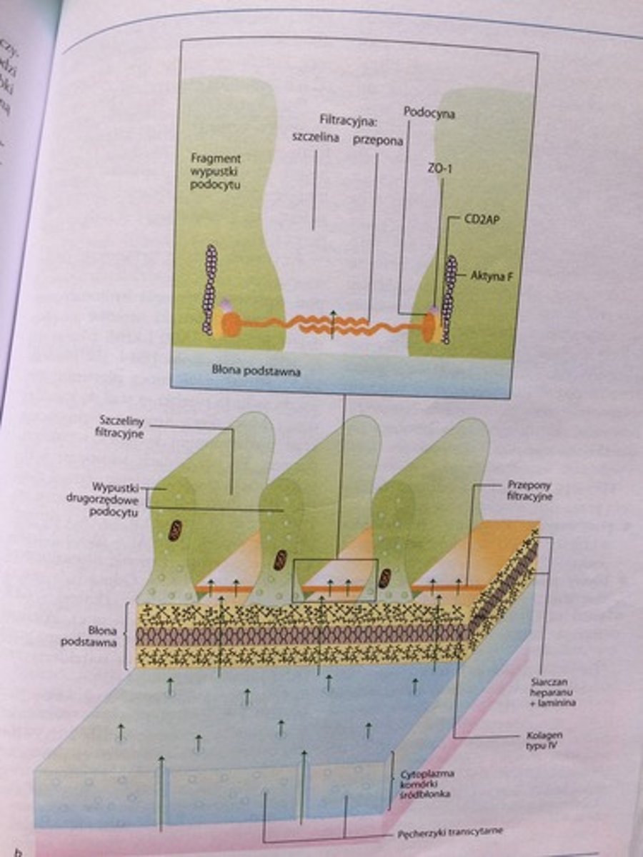 <p>kom. nabłonka torebki trzewnej kłębuszka oddające wypustki cytoplazmatyczne pierwszorzędowe i drugorzędowe. Między wypustkami znajdują się szczeliny filtracyjne, do których jest filtrowane osocze. Między drugorzędowymi wypustkami rozpięta jest przepona szczeliny (zbudowana z białka transbłonowego - nefryny). Przepona szczeliny przepuszcza małe cząsteczki. </p><p>Powierzchnia wypustek podocytów pokryta jest glikokaliksem, w skład którego wchodzi podokaliksyna, która zatrzymuje ujemnie naładowane cząsteczki. </p>