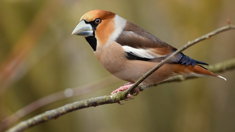 <p>zařaď živočicha do systému</p><p>Třída - řád - čeleď - druh čeština (latina)</p>