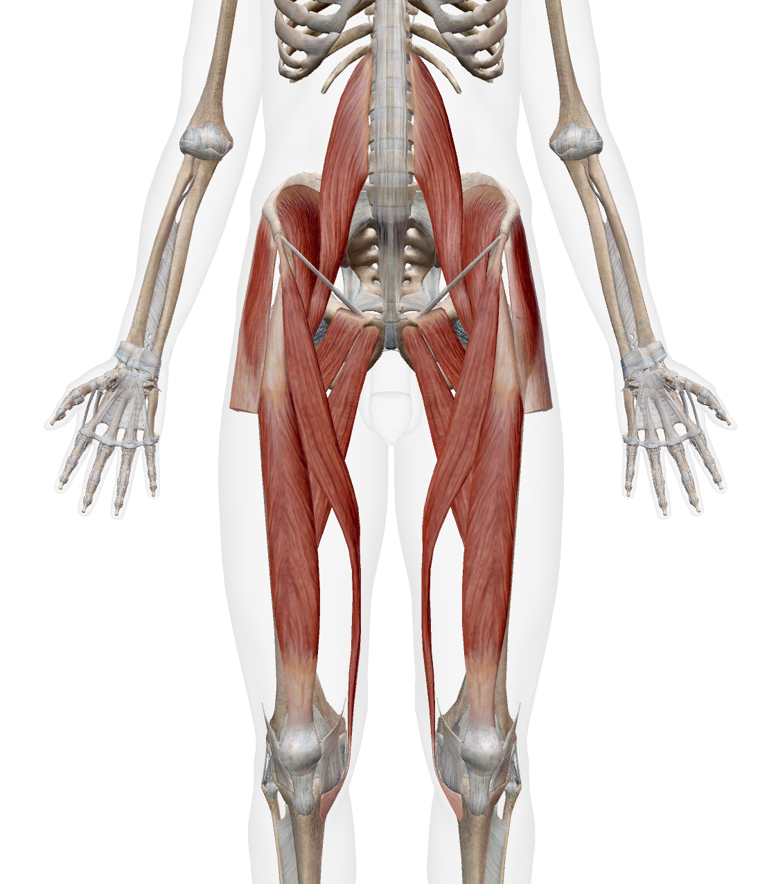 <ul><li><p>iliopsoas</p></li><li><p>sartorius - combined hip flexion, ER, abduction</p></li><li><p>TFL</p></li><li><p>Rectus Femoris</p></li><li><p>Adductor Longus</p></li><li><p>Pectineus</p></li></ul><p></p>