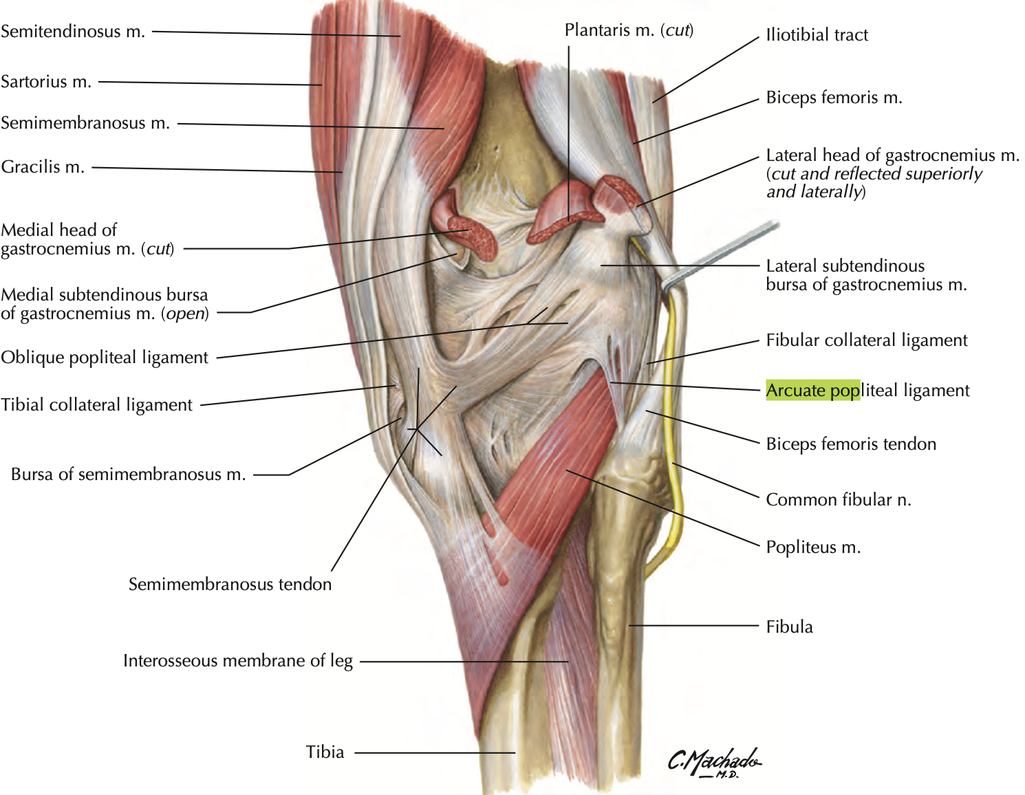 <ul><li><p>supports posterolateral knee</p></li><li><p>passes over the popliteus tendon</p></li></ul><p></p>
