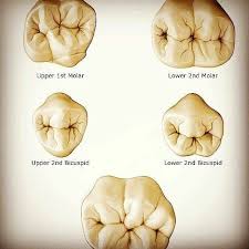 <p>Occlusaal vlak</p>