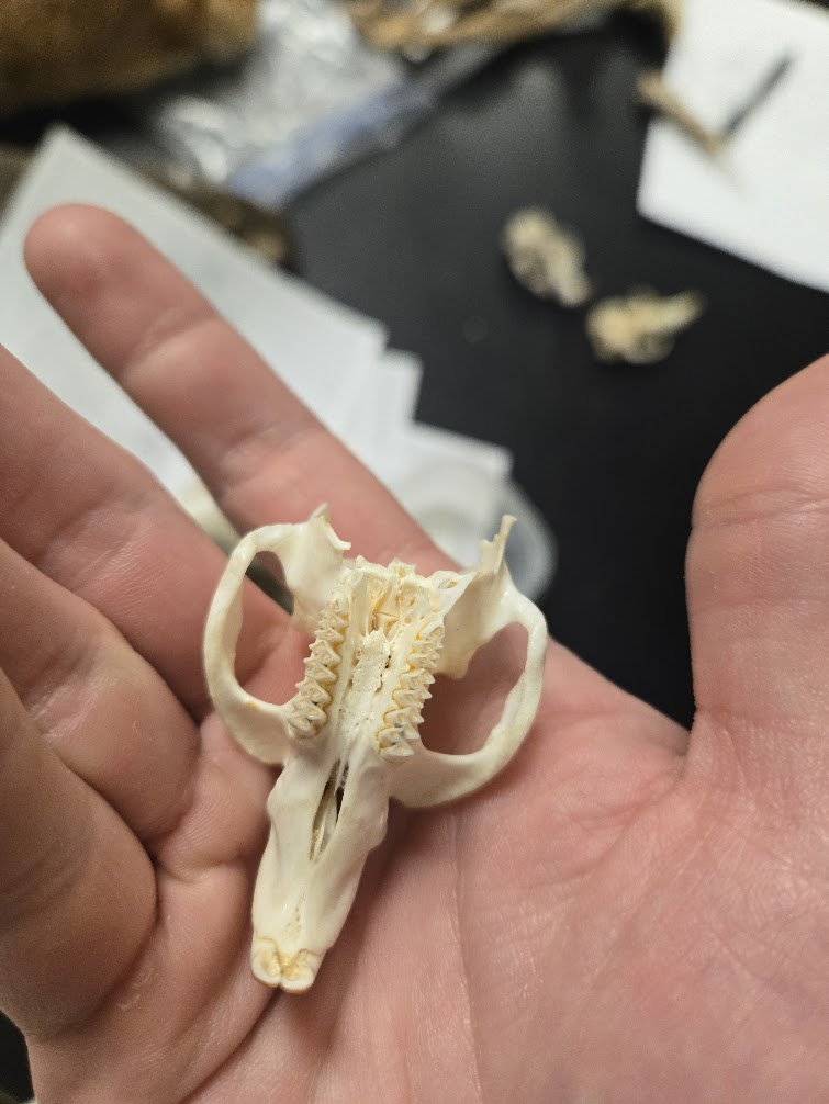 <p><span><span>1 0 0 3 = 16 TEETH</span></span><br><span><span>1 0 0 3</span></span><br><span><span>▣ Orange incisors</span></span><br><span><span>▣ Eyes point up</span></span><br><span><span>▣ Large braincase that</span></span><br><span><span>narrows above eyes</span></span><br><span><span>▣ Wide zygomatic</span></span><br><span><span>arch</span></span><br><span><span>▣ Incisive foramen</span></span><br><span><span>very long and</span></span><br><span><span>narrow</span></span><br><span><span>▣ Very large</span></span><br><span><span>infraorbital foramen</span></span></p>