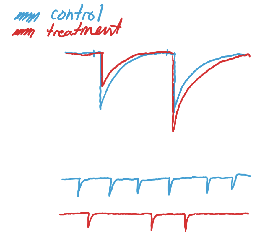 <ul><li><p>increase in paired pulse ratio (B/A &gt; 1)</p></li><li><p>decrease in miniature (EPSC) frequency </p></li></ul><p></p>