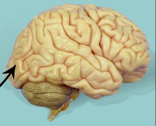 <p>cerebrum lobe responsible for vision and speech</p>