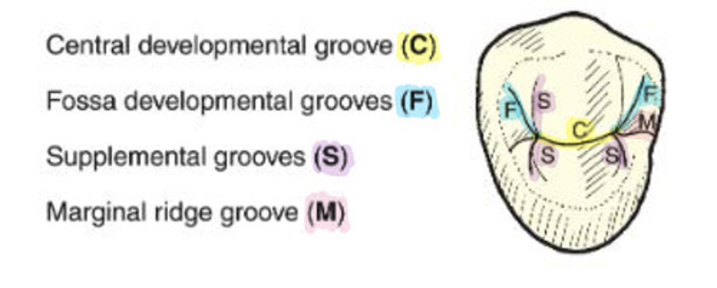<p>groove that crosses a marginal ridge</p><p>-M</p>