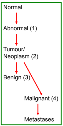 <ol><li><p>abnormal cells, no proliferate = no cancer</p></li><li><p>abnormal cells, proliferates uncontrollably = tumour</p></li><li><p>clustered cells, no invasion = benign</p></li><li><p>neoplastic cells invade other tissue = malignant</p></li></ol><p></p>