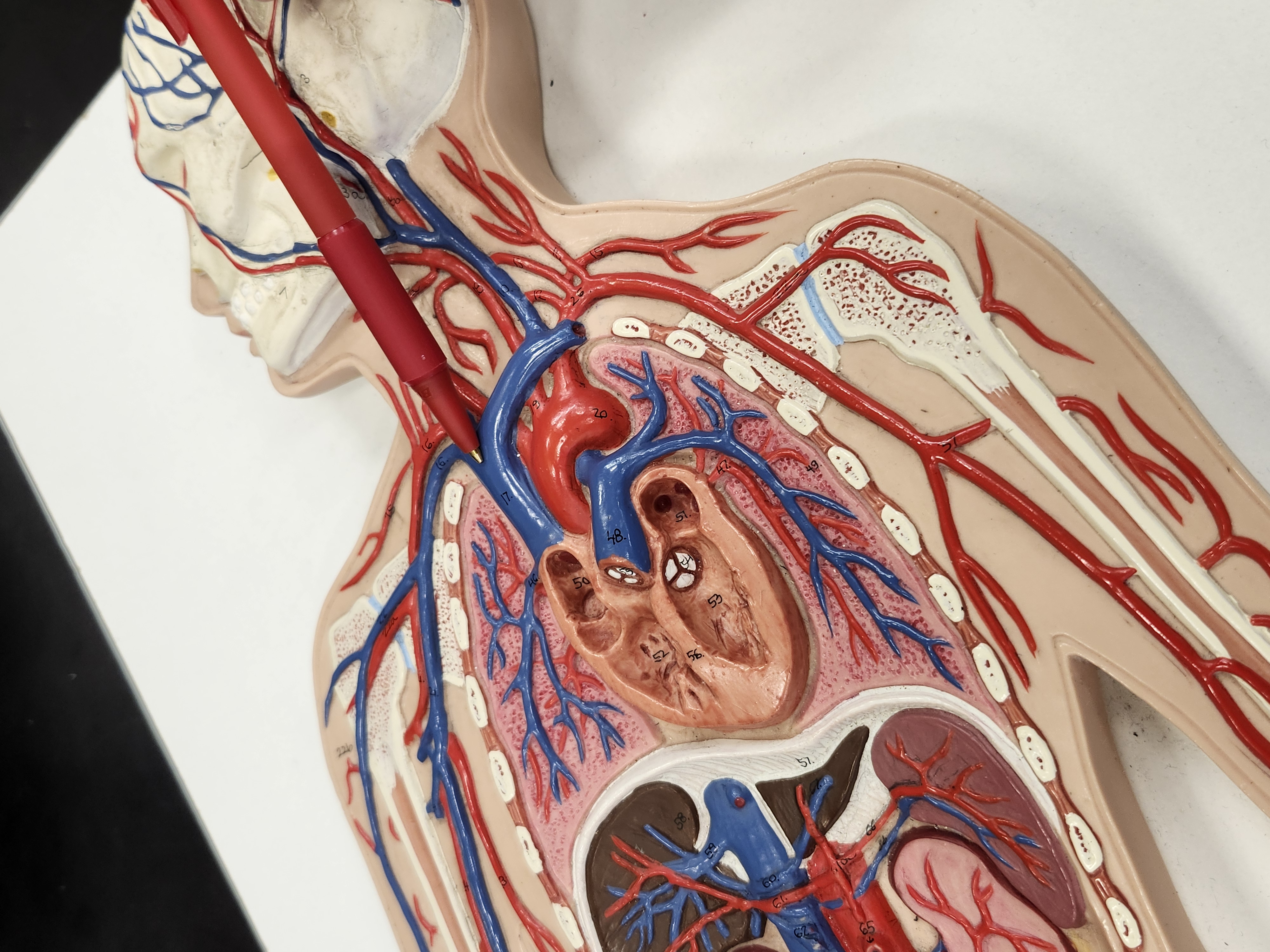 <p>Note: pointing to the vein going up</p>