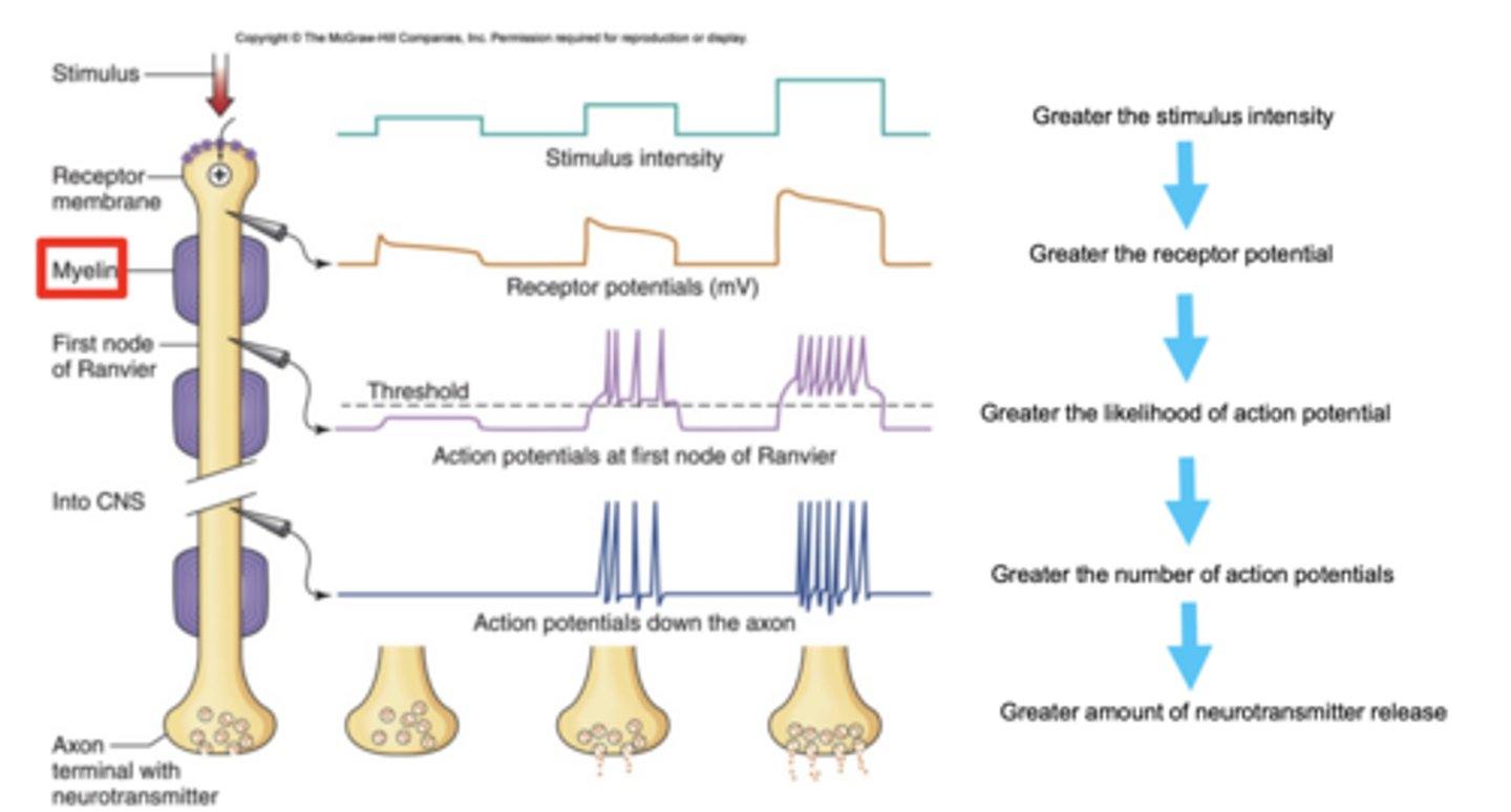 <p>stronger stimuli → more action potentials → greater neurotransmitter release</p>