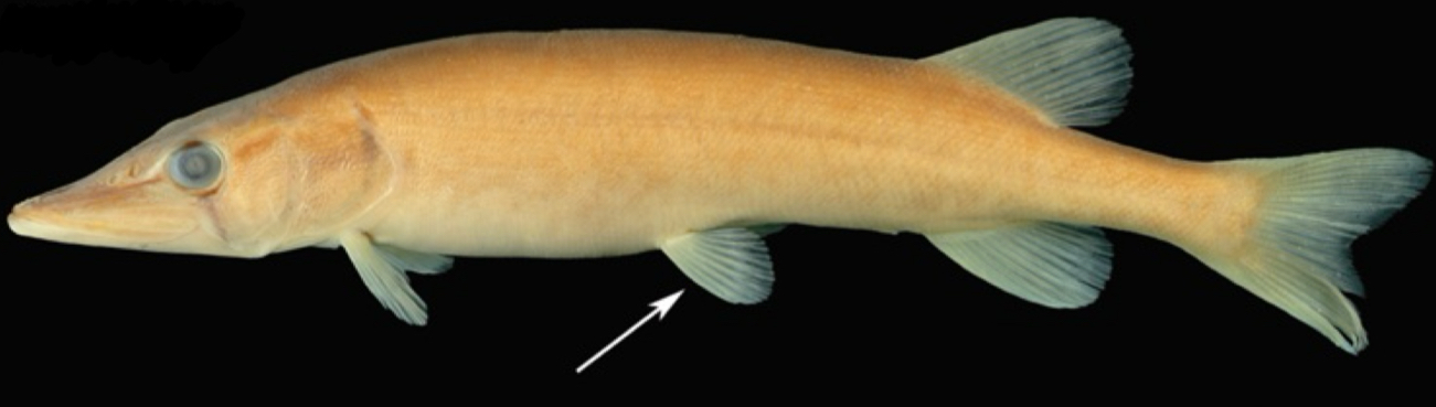 <p>Where is the pelvic fin positioned on this fish?</p>