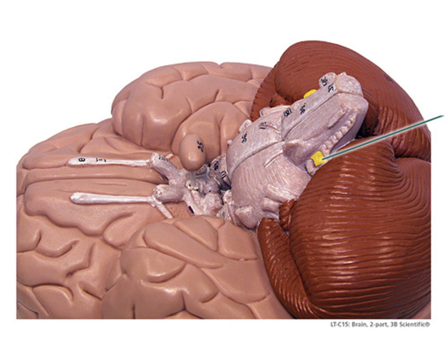 <p>Sensory and motor</p>