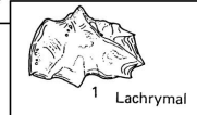 <p>A bone associated with the tear ducts, located in the eye socket.</p>