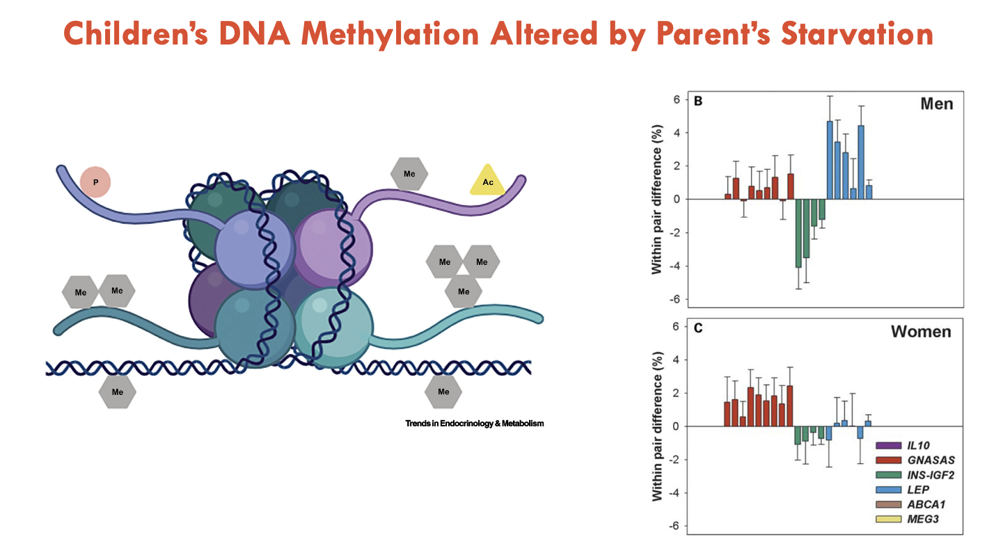 <p>In mothers who were starved, their offspring had a higher risk of obesity and diabetes</p><ul><li><p>demonstrates immediate adaptation to food scarcity</p></li></ul><p>How does this occur?</p><ul><li><p>DNA is wrapped around a histone with histone tails</p><ul><li><p><strong>Histone modifications: </strong>on the tails are post-translational modifications that can change gene expression very quickly (can bee through methylation or affect transcription)</p></li><li><p><strong>DNA methylation:</strong> the DNA itself can also be methylated for such a quick modification (affects TFs)</p></li></ul></li><li><p>Result: inheritance of starvation resistance</p></li></ul><p></p>