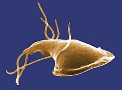 <p>Paraphyletic group. Feeding groove, flagella</p>
