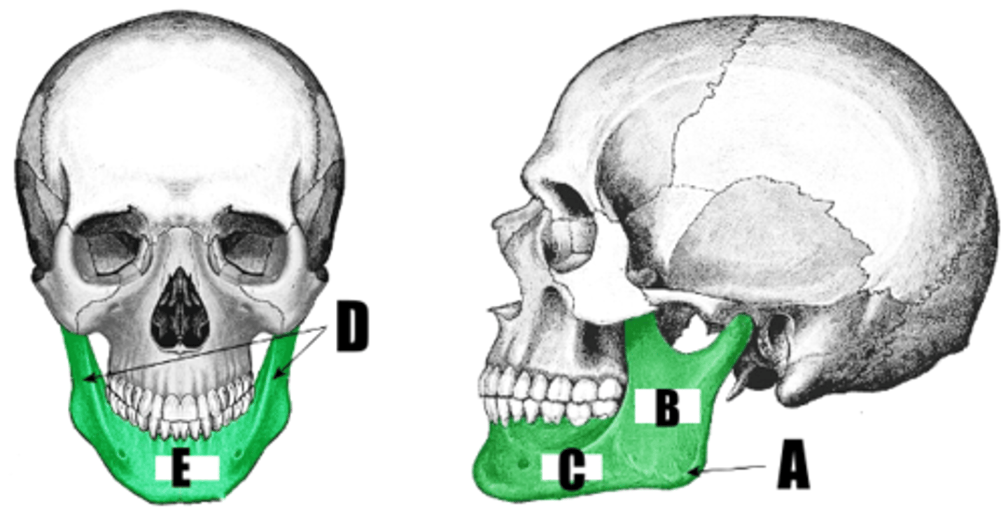 <p>what part of bone is D</p>