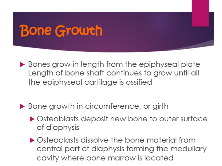 <p>a. osteoblasts deposit new bone to outer surface of diaphysis</p><p>b. osteoclasts dissolve the bone material from central part of diaphysis forming the medullary cavity where bone marrow is located</p>