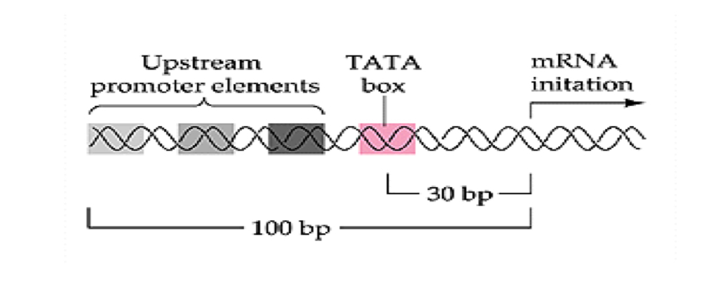 <p>Is this a prokaryote or eukaryote promoter?</p>
