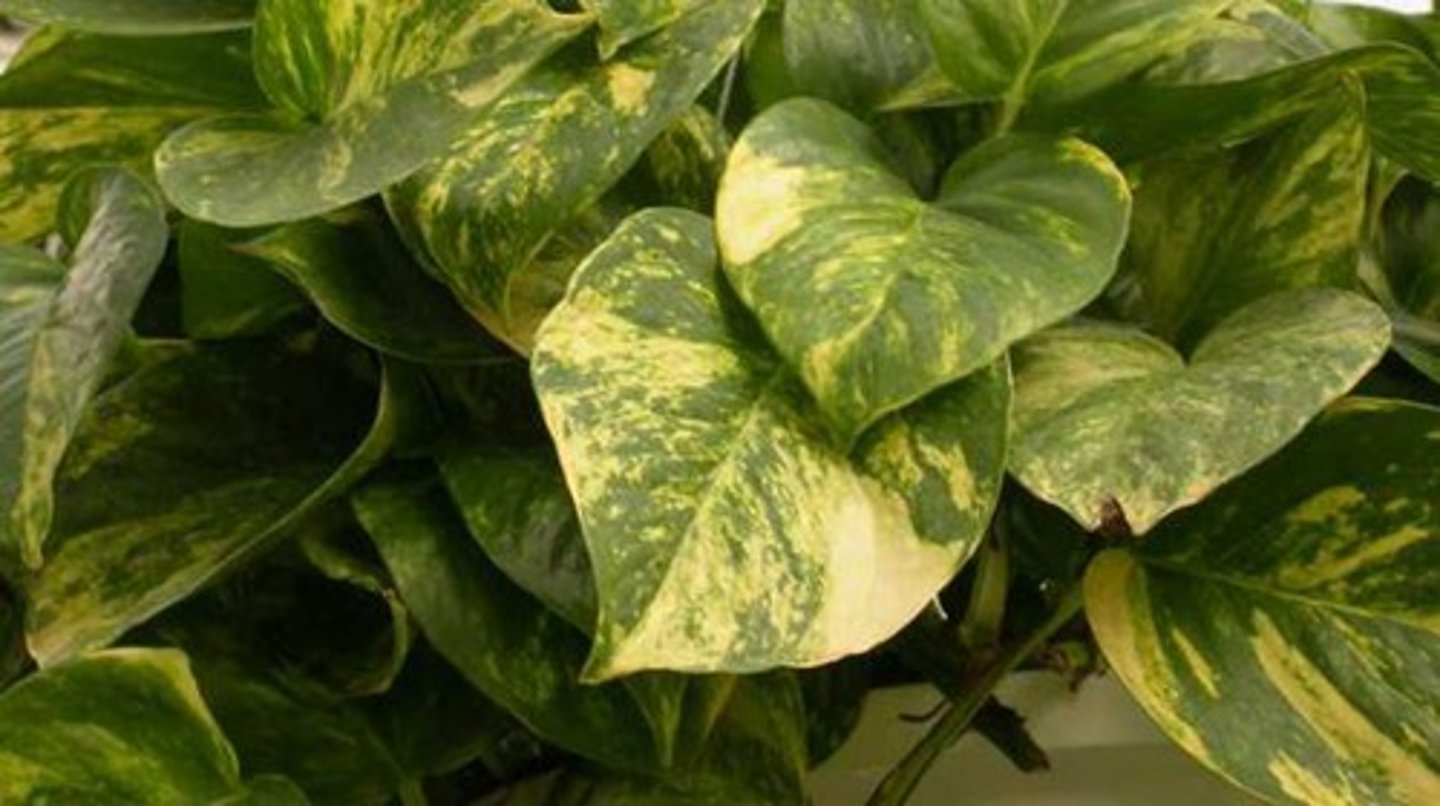 <p>Epipremnum aureum cv.</p>