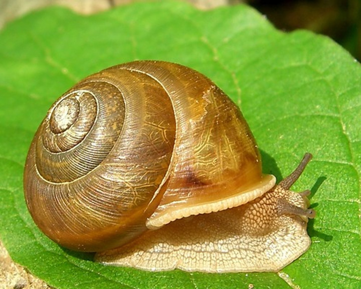 <p>snail</p>