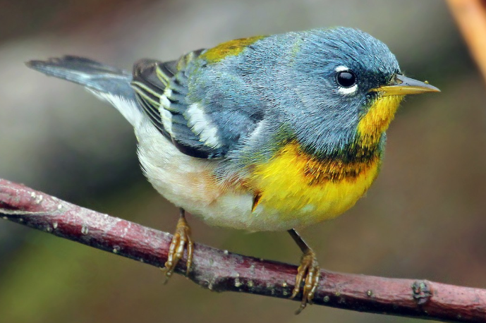 <p>What bird is this? </p>