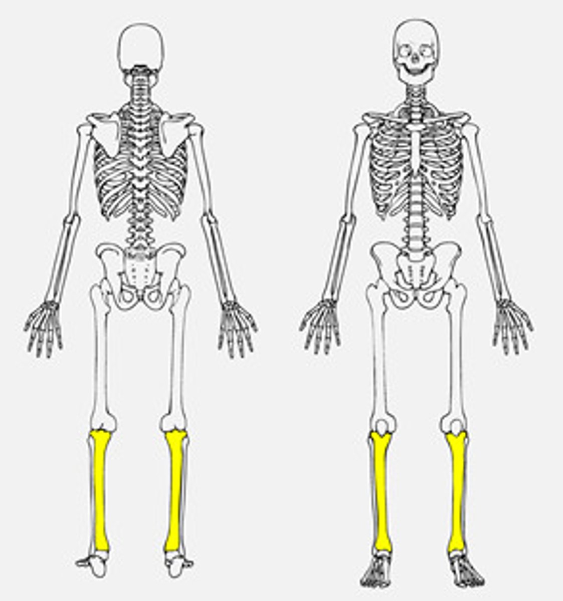<p>the medial and larger bone of the lower leg</p>