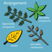 <ul><li><p>palmate: looks like a palm, leaflets are joined in one spot</p></li><li><p>pinnately compound: A leaf that is divided into smaller leaflets, those leaflets arranged on each side of the leaf&apos;s central stalk/rachis (axis).</p><ul><li><p>odd pinnate, even pinnate</p></li><li><p>once pinnate, bipinnate</p></li></ul></li><li><p>simple: one leaf, no leaflets</p></li></ul><p></p><p><u><em>important difference = where the axillary bud is located</em></u></p>