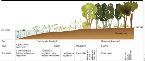 <p><span>periodically or permeated flooded by surface or ground water. They have to support some kind of vegetation that has adapted to saturated soil</span></p>
