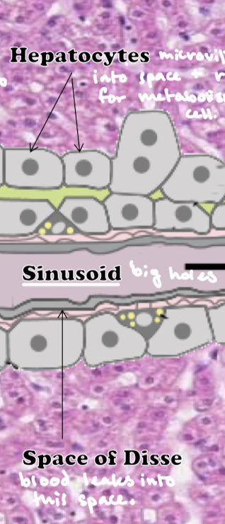 <p>Space of Disse is where hepatocyte microvilli project into the space. Blood in the sinusoids passes through the fenestrations and into the space of Disse where it bathes the hepatocyte microvilli, allowing the exchange of nutrients and metabolites.</p>