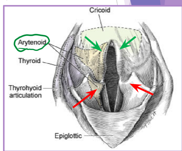 <ul><li><p>Hypoplastic trachea </p><ul><li><p>tracheal diameter to small: thoracic inlet <0.2 - have to do after a year old b/c will grow </p></li><li><p>cannot surgically correct </p></li></ul></li><li><p>laryngeal collapse: secondary due to chronic stress </p><ul><li><p>due to chronic upper airway obstruction / airway resistance </p></li><li><p>3 stages </p><ul><li><p>I - everted laryngeal saccules </p></li><li><p>II - I + collapsed cunieform cartilages (red) </p></li><li><p>III - I + II + collapsed corniculate cartilages (green) - everything collapsed down cant breath at all </p></li></ul></li><li><p>treatment </p><ul><li><p>laryngectomy </p></li><li><p>permanent tracheostomy </p></li></ul></li></ul></li></ul><p></p>