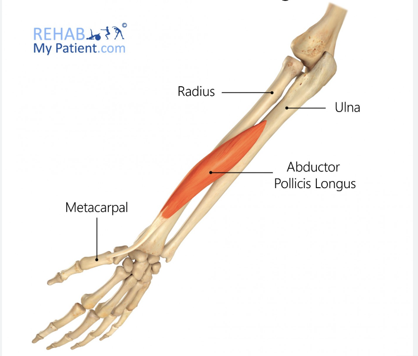 <p>abductor pollicis longus</p>