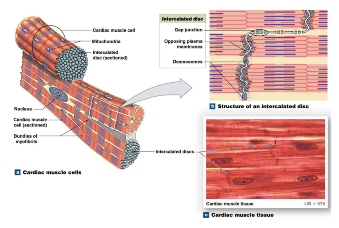 <p>cardiac muscle cells = cardiomyocytes </p><ul><li><p>striated (orientation of sarcomeres) </p></li><li><p>50-100 um long, diameter 20 um (shorter and thinner than skeletal muscle cells)</p></li><li><p>branched at ends → contact other cardiomyocytes → create network of interconnected cardiomyocytes </p></li><li><p>mono nucleated (vs multinucleated skeletal muscle cells)</p></li><li><p>reduced sarcoplasmic reticulum system but extensive T tubule system</p></li><li><p>large and numerous mitochondria → lots of ATP use </p></li></ul><p></p><p>Unique feature: <strong>Intercalated discs → </strong>contact point between cardiomyocytes</p><ul><li><p><strong>desmosomes</strong>: mechanical coupling → proteins holding cardiomyocytes together</p></li><li><p><strong>gap junctions</strong>: electrical coupling (ESSENTIAL FOR HEART CONTRACTION) → protein channels allowing flow between cardiomyocytes </p></li></ul><p></p>