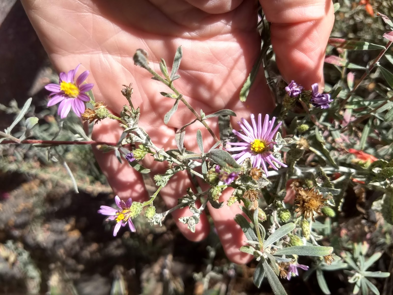 <p>Asteraceae flower</p><p>disk flowers kinda long </p><p>ray flowers thin, flimsy, pink to white</p><p>involucre spiky looking</p><p><span>leaves are usually narrow-linear and woolly with tangled white hairs that give the plant a gray color</span></p>