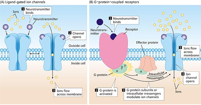 <p><strong>ligand-gated ion channels</strong>: where the neurotransmitter (the ligand), in binding to the receptor, leads to opening (gating) of the associated ion cannel. (ionotropic receptors)</p><p><strong>g-protein-coupled receptors (GPCRs)</strong>: where biochemical signals indirectly cause the gating of ion channels that are separate from the receptors themselves: G proteins are those that bind to guanine nucleotides GDP and GTP and act as molecular switches in cells. (metabotropic receptors)</p>