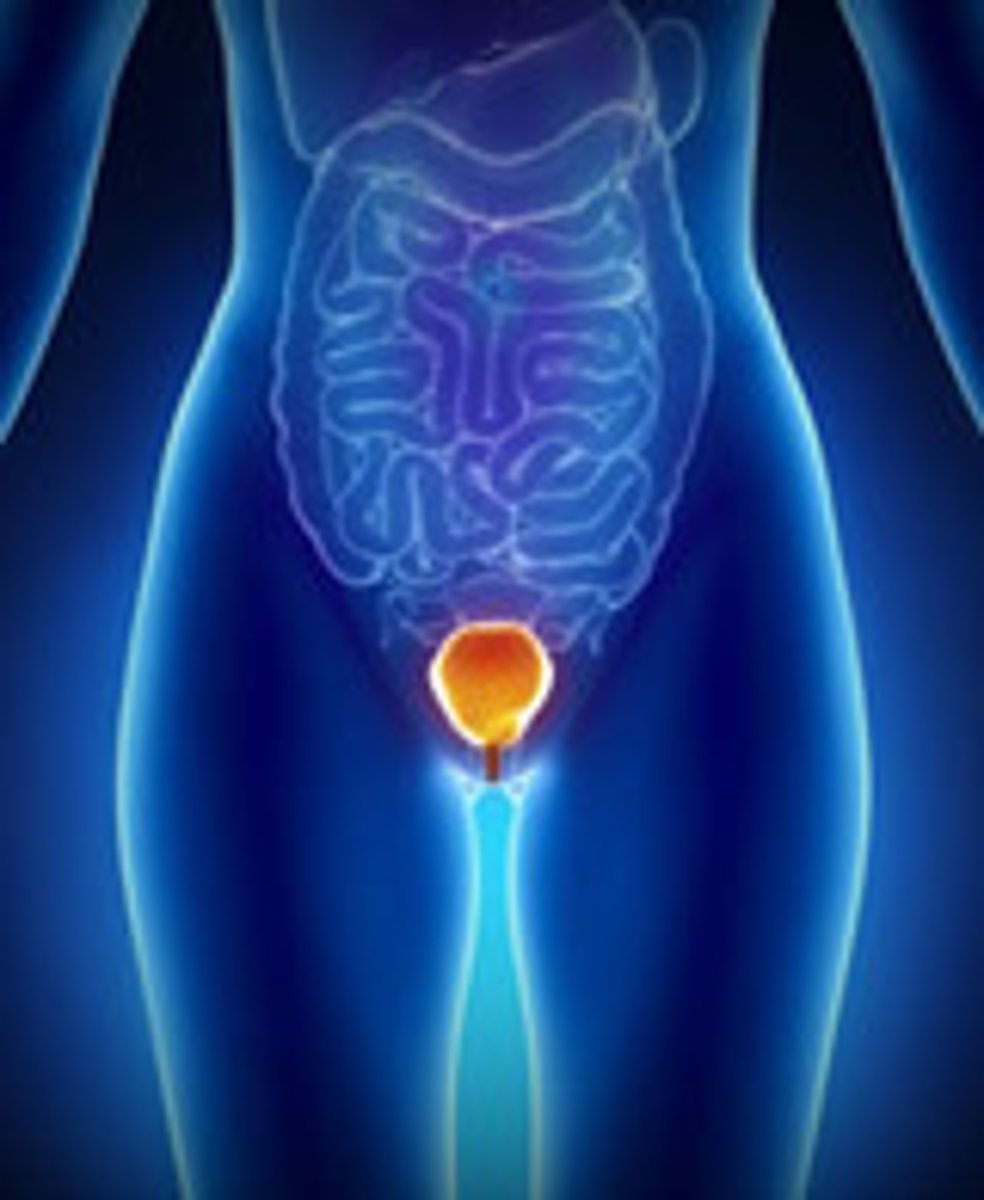 <p>Urinary bladder</p>