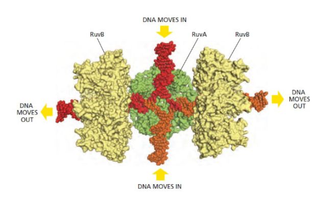 <p>proteins which stabilizes the holliday junction and allows for the the junction to move (branch migration)</p>