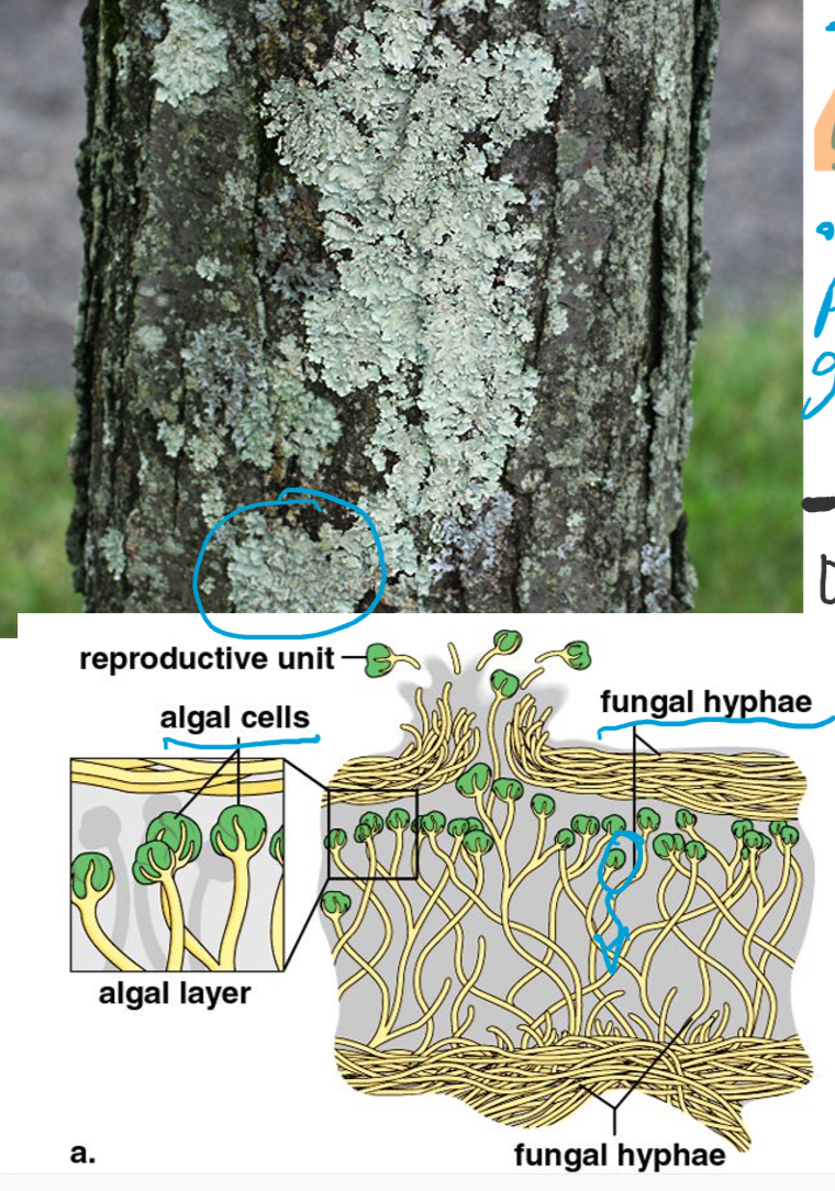 \-Symbiotic **relationship between Algae and Fungi**

\-Algae performs photosynthesis, and produce glucose is used by fungus

\-Not parasite on tree, just grow on top of tree